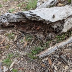 Papyrius nitidus at Hughes, ACT - 16 Dec 2018