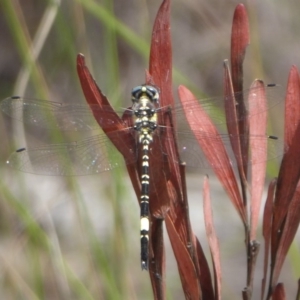 Parasynthemis regina at Bungendore, NSW - 16 Dec 2018 09:38 AM