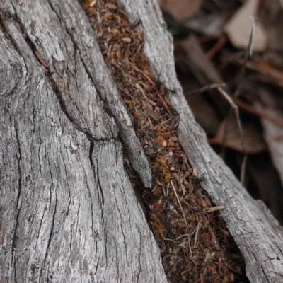 Papyrius nitidus (Shining Coconut Ant) at Red Hill, ACT - 16 Dec 2018 by JackyF