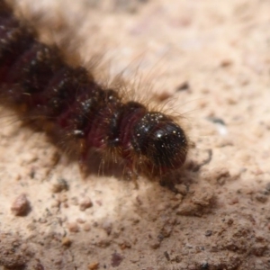 Lepidoptera unclassified IMMATURE at Bungendore, NSW - 16 Dec 2018 09:42 AM