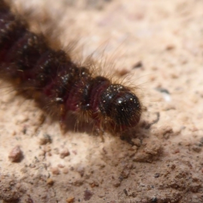 Lepidoptera unclassified IMMATURE moth at Bungendore, NSW - 15 Dec 2018 by Christine