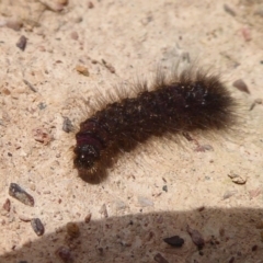 Lepidoptera unclassified IMMATURE at Bungendore, NSW - 16 Dec 2018 09:42 AM