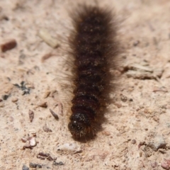 Lepidoptera unclassified IMMATURE at Bungendore, NSW - 16 Dec 2018 09:42 AM