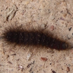 Lepidoptera unclassified IMMATURE moth at Bungendore, NSW - 16 Dec 2018