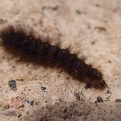 Lepidoptera unclassified IMMATURE at Bungendore, NSW - 16 Dec 2018 09:42 AM