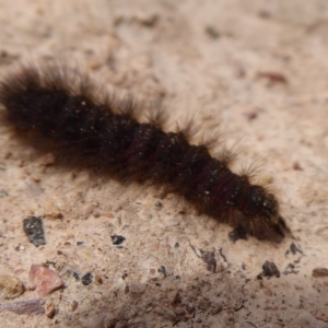 Lepidoptera unclassified IMMATURE at Bungendore, NSW - 16 Dec 2018 09:42 AM