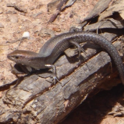 Lampropholis guichenoti (Common Garden Skink) at Bungendore, NSW - 15 Dec 2018 by Christine