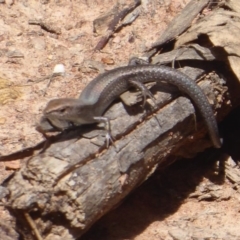 Lampropholis guichenoti at Bungendore, NSW - 16 Dec 2018 09:54 AM