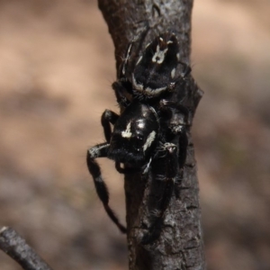 Sandalodes scopifer at Bungendore, NSW - 16 Dec 2018 09:58 AM