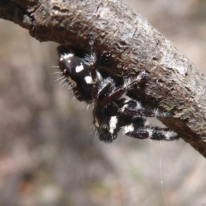 Sandalodes scopifer at Bungendore, NSW - 16 Dec 2018