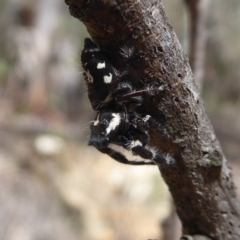 Sandalodes scopifer at Bungendore, NSW - 16 Dec 2018