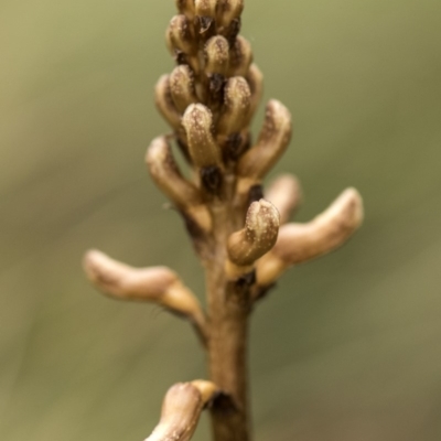 Gastrodia sp. (Potato Orchid) at Tennent, ACT - 16 Dec 2018 by GlenRyan