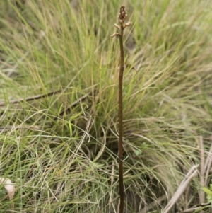 Gastrodia sp. at Tennent, ACT - 16 Dec 2018