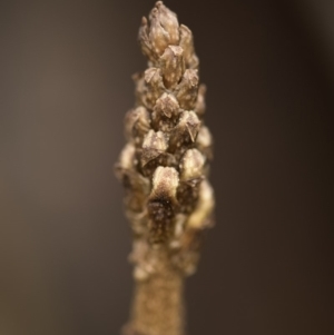 Gastrodia sp. at Tennent, ACT - 16 Dec 2018