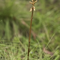 Gastrodia sp. at Tennent, ACT - 16 Dec 2018