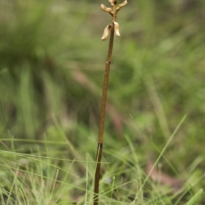 Gastrodia sp. at Tennent, ACT - 16 Dec 2018