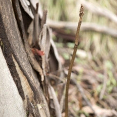 Gastrodia sp. at Tennent, ACT - 16 Dec 2018