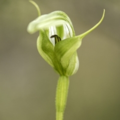 Pterostylis monticola (Large Mountain Greenhood) at Tennent, ACT - 16 Dec 2018 by GlenRyan