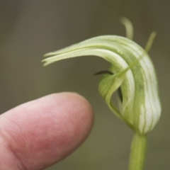 Pterostylis monticola at Tennent, ACT - 16 Dec 2018