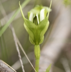 Pterostylis monticola at Tennent, ACT - 16 Dec 2018