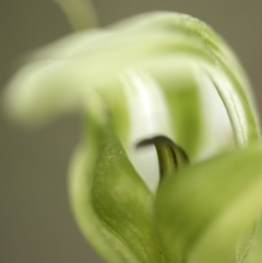 Pterostylis monticola at Tennent, ACT - 16 Dec 2018