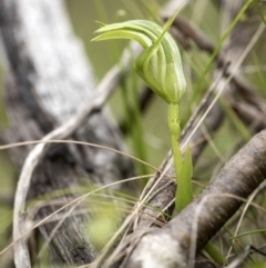 Pterostylis monticola at Tennent, ACT - 16 Dec 2018