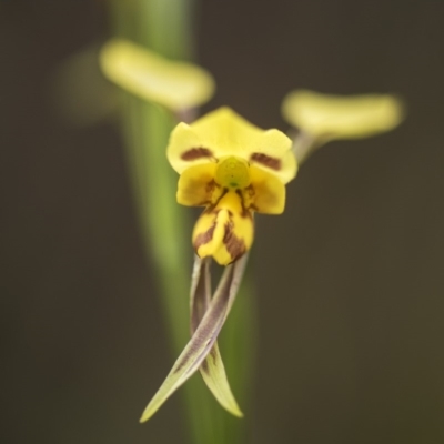 Diuris sulphurea (Tiger Orchid) at Tennent, ACT - 16 Dec 2018 by GlenRyan