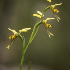 Diuris sulphurea at Tennent, ACT - 16 Dec 2018