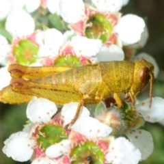 Percassa rugifrons (Mountain Grasshopper) at Tennent, ACT - 15 Dec 2018 by Harrisi