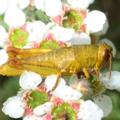 Percassa rugifrons (Mountain Grasshopper) at Tennent, ACT - 15 Dec 2018 by Harrisi