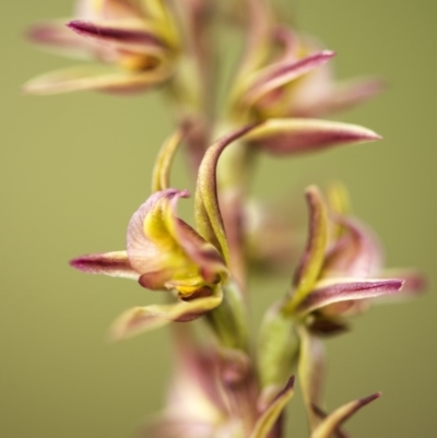 Paraprasophyllum canaliculatum (Summer Leek Orchid) by GlenRyan