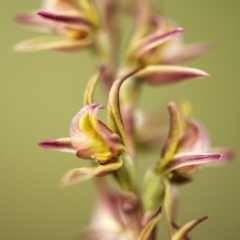 Prasophyllum canaliculatum (Summer Leek Orchid) at Paddys River, ACT - 16 Dec 2018 by GlenRyan
