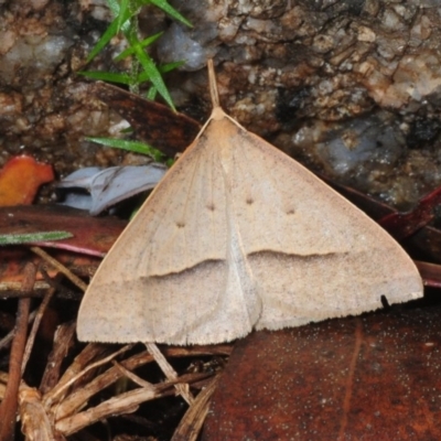 Epidesmia hypenaria (Long-nosed Epidesmia) at Namadgi National Park - 15 Dec 2018 by Harrisi