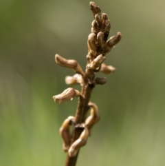 Gastrodia sp. (Potato Orchid) at Paddys River, ACT - 16 Dec 2018 by GlenRyan