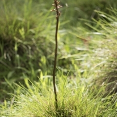 Gastrodia sp. at Paddys River, ACT - suppressed