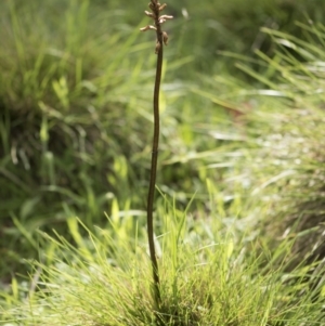 Gastrodia sp. at Paddys River, ACT - suppressed