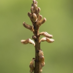 Gastrodia sp. at Paddys River, ACT - 16 Dec 2018