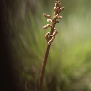 Gastrodia sp. at Paddys River, ACT - suppressed