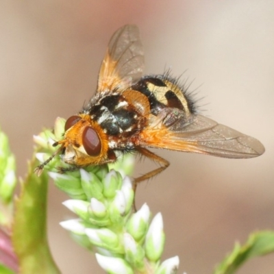 Microtropesa sp. (genus) (Tachinid fly) at Namadgi National Park - 15 Dec 2018 by Harrisi