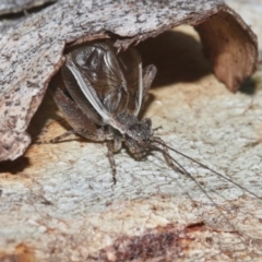 Eurepa marginipennis (Mottled bush cricket) at Hackett, ACT - 29 Oct 2018 by silversea_starsong