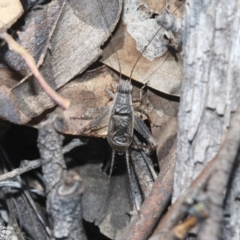 Eurepa marginipennis at Hackett, ACT - 30 Oct 2018