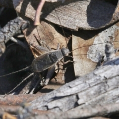 Eurepa marginipennis at Hackett, ACT - 30 Oct 2018