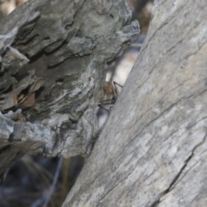 Eurepa marginipennis at Hackett, ACT - 30 Oct 2018