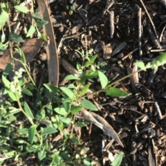 Einadia nutans subsp. nutans (Climbing Saltbush) at Griffith, ACT - 16 Dec 2018 by ianandlibby1