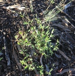 Einadia nutans subsp. nutans at Griffith, ACT - 17 Dec 2018 07:00 AM