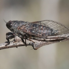Myopsalta parvula (Black Mountain Tinkler) at Acton, ACT - 29 Oct 2018 by silverseastarsong