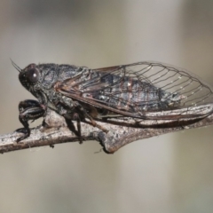 Myopsalta parvula (Black Mountain Tinkler) at Black Mountain - 28 Oct 2018 by silverseastarsong