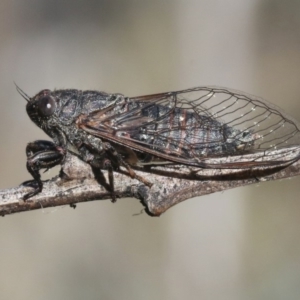 Myopsalta parvula at Acton, ACT - 29 Oct 2018