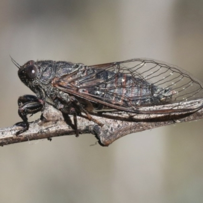 Myopsalta parvula (Black Mountain Tinkler) at Acton, ACT - 29 Oct 2018 by silverseastarsong