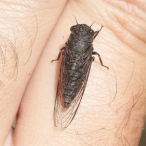 Myopsalta parvula at Acton, ACT - 29 Oct 2018